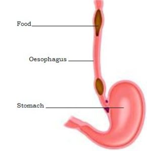 Upper GI (Oesophageal) surgery - Upper GI and Bariatric surgery